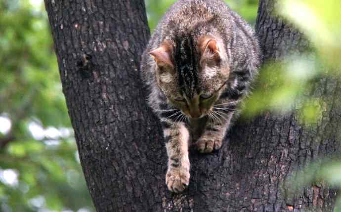 200.伯劳雏鸟上树危机四伏