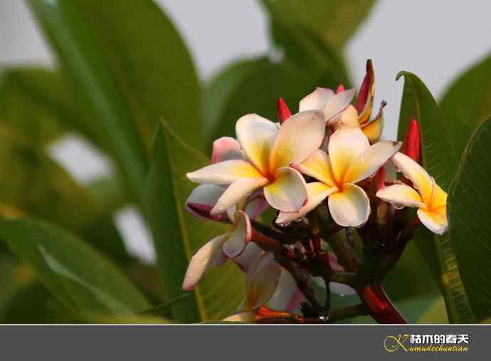 西双版纳拍鸟之二【实拍】