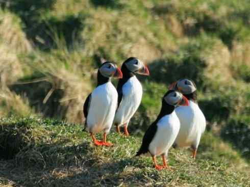 猎奇：奇特的鸟喙之七