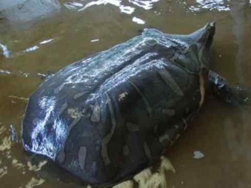 玄武：传说的兽原型探秘（鳖）