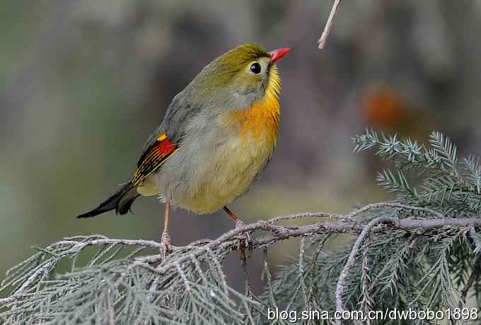 相思趣拍-贺三八国际妇女节