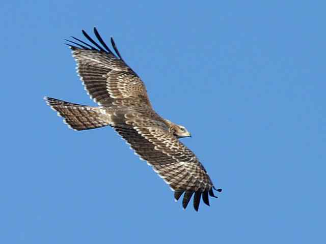 望京楼观赏猛禽迁徙