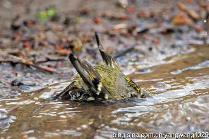 浴(戴菊鸟) 浴(戴菊鸟)
