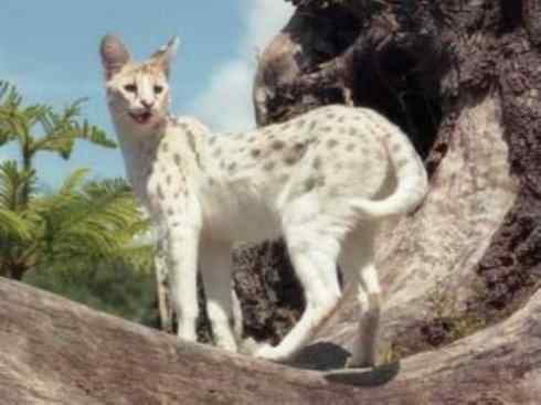 白虎：传说的兽原型探秘（美洲虎）