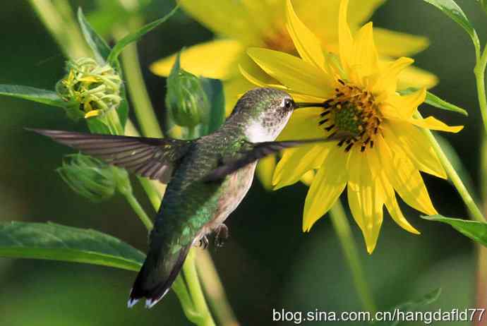 美国鸟类摄影——蜂鸟与向日葵（2）