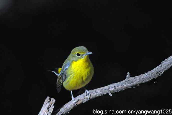 雄性绿背姬鶲（1）