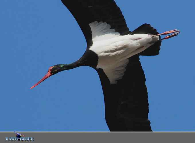 蓝天鹳影 蓝天鹳影