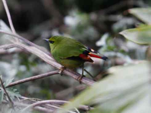 美丽无罪：雀鸟之绿鹛