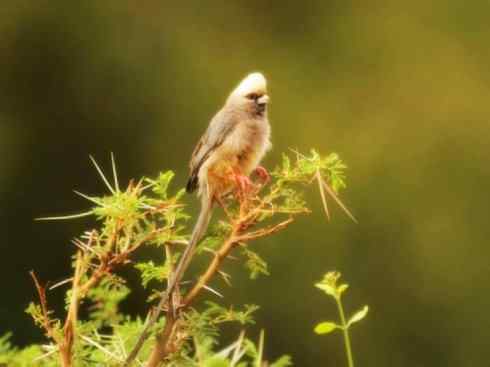 白头鸟系列：另类的美丽6