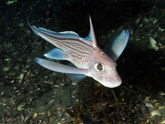 鱼类活化石：银鲛