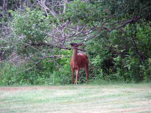 白尾红鹿 白尾红鹿