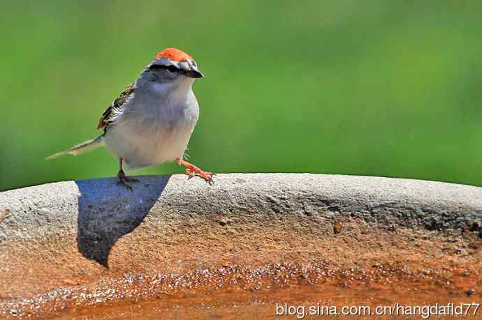 美国鸟类摄影——棕顶雀鹀（2）