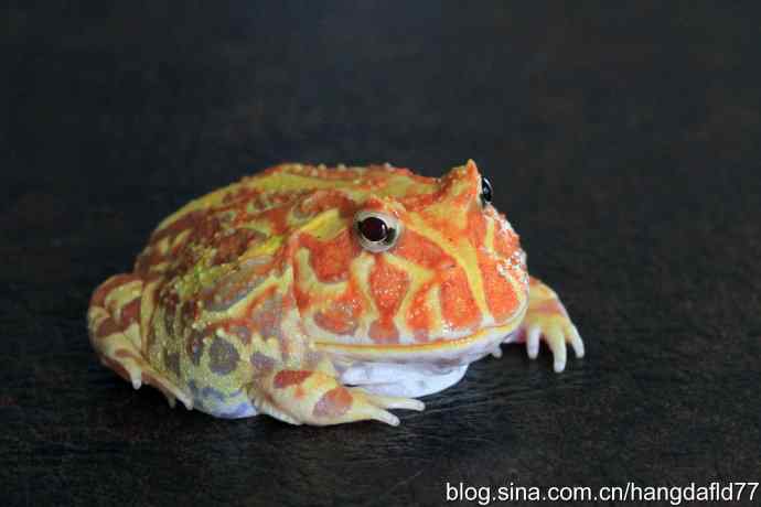 青蛙乎？蛤蟆乎？