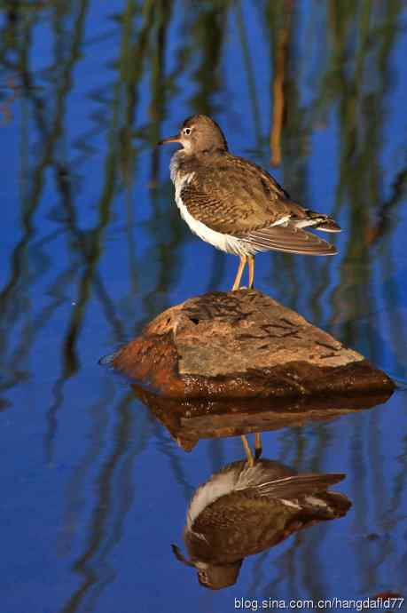 斑腹矶鹬(非繁殖期)之三 斑腹矶鹬(非繁殖期)之三