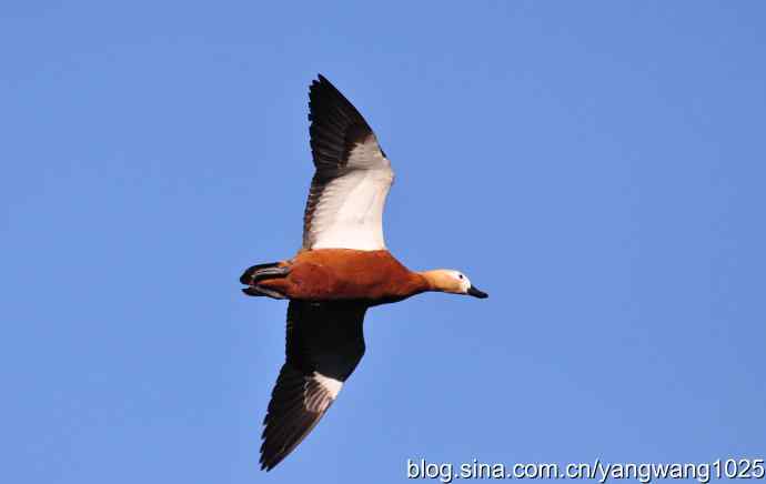 飞 wbr（赤麻鸭） wbr1