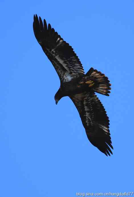 美国鸟类摄影——白头海雕亚成鸟