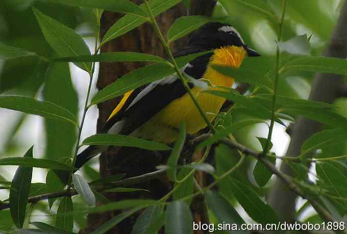 鸣音悦耳滴艳鸟--白眉姬鹟