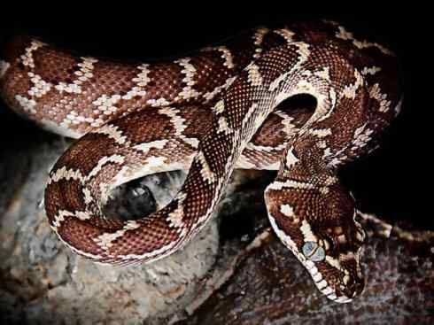 龙：传说的兽原型探秘（树蟒类）