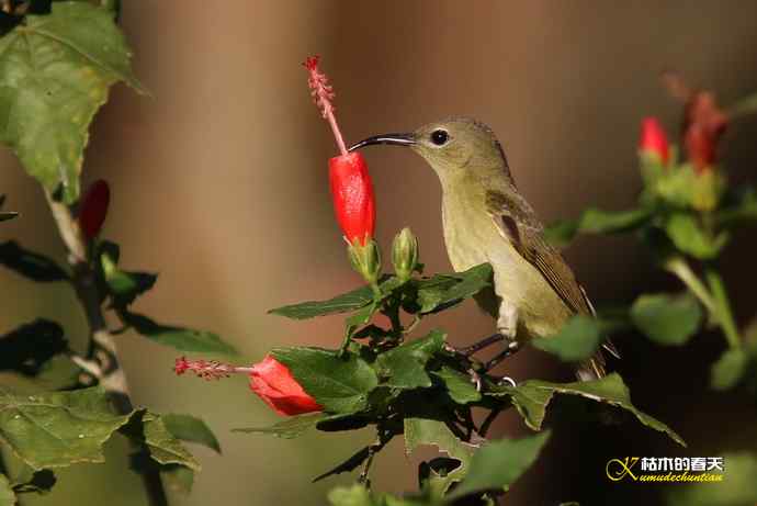 西双版纳拍鸟:黄腰太阳鸟 西双版纳拍鸟:黄腰太阳鸟