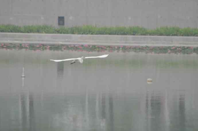 北京奥林匹克公园白鹭飞 2