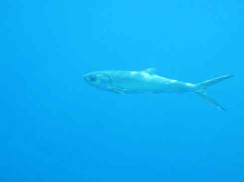 鱼类活化石：虱目鱼