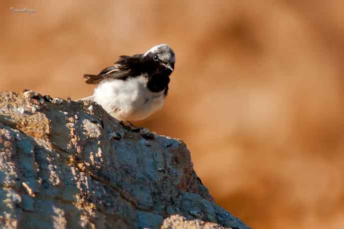 白顶鵖育雏 白顶鵖育雏