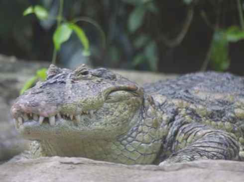 龙:传说的兽原型探秘(短吻鳄类) 龙:传说的兽原型探秘(短吻鳄类)