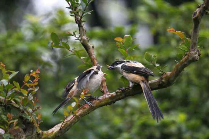 206.小伯劳成长记（2）雨中喂食