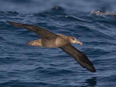 猎奇:奇特的鸟喙之七 猎奇:奇特的鸟喙之七