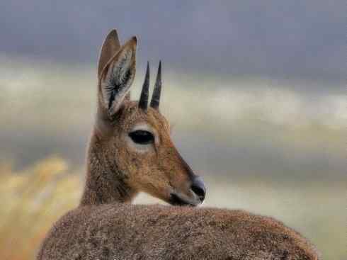 麒麟：传说的兽原型探秘（狷羚）