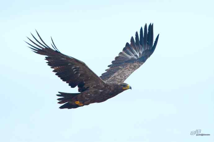 一组草原雕迎面起飞和飞行图（拍摄距离60米）