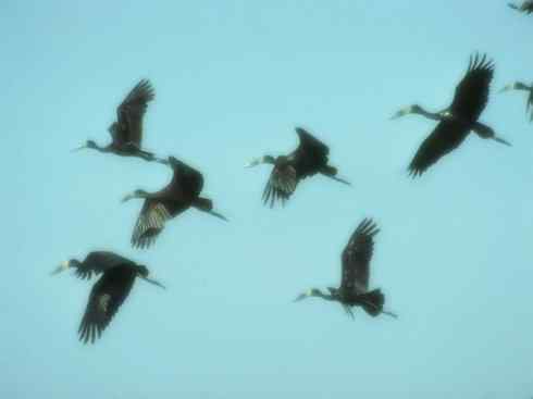 猎奇：奇特的鸟喙之六