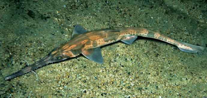 鱼类活化石：锯鳐