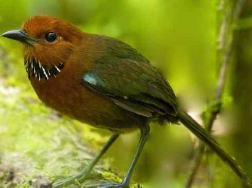 绝色攀禽：佛法僧目之地鴗