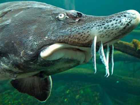 鱼类活化石:中华鲟 鱼类活化石:中华鲟