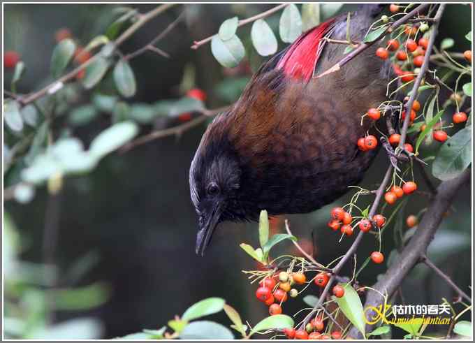 噪鹛系列之四：丽色噪鹛【照片】