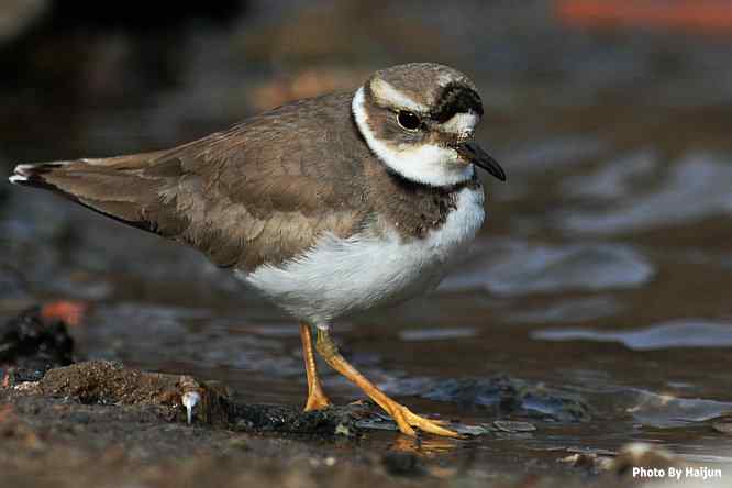 白河湾邂逅长嘴剑鸻