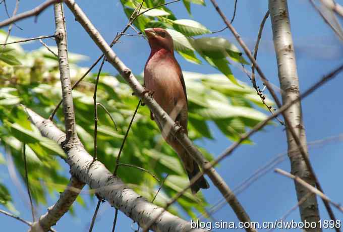 朱雀和北宫的鸟 朱雀和北宫的鸟