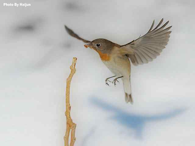 红胸姬鹟演绎冬天里的童话