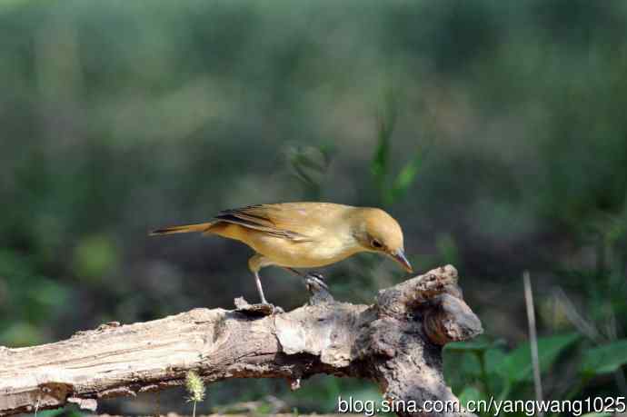 厚嘴苇莺(7) 厚嘴苇莺(7)
