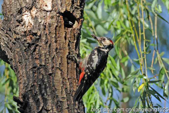 父子情深的大斑啄木鸟（1）