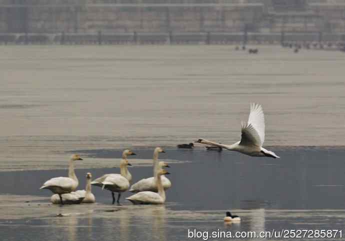 北京野鸟摄影——疣鼻天鹅飞临皇家园林