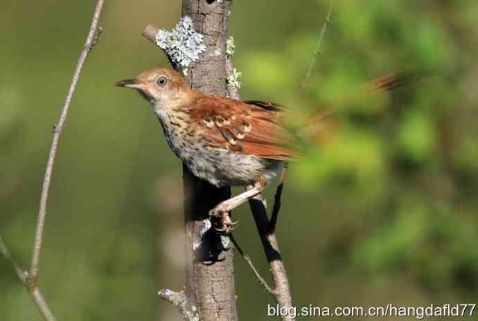 美国鸟类摄影——褐弯嘴嘲鸫（3）