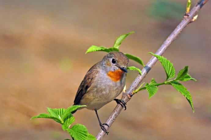 雄性红喉姬鹟（8）