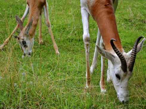 麒麟：传说的兽原型探秘（鹿羚）