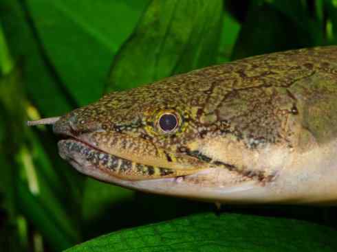 鱼类活化石:多鳍鱼 鱼类活化石:多鳍鱼