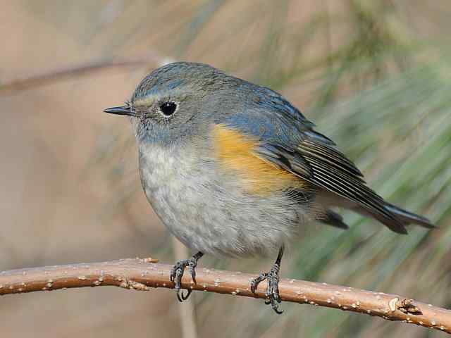 植物园拍摄红胁蓝尾鸲