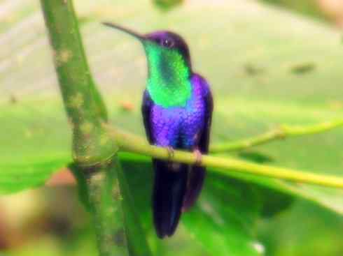 猎奇：奇特的鸟喙之九