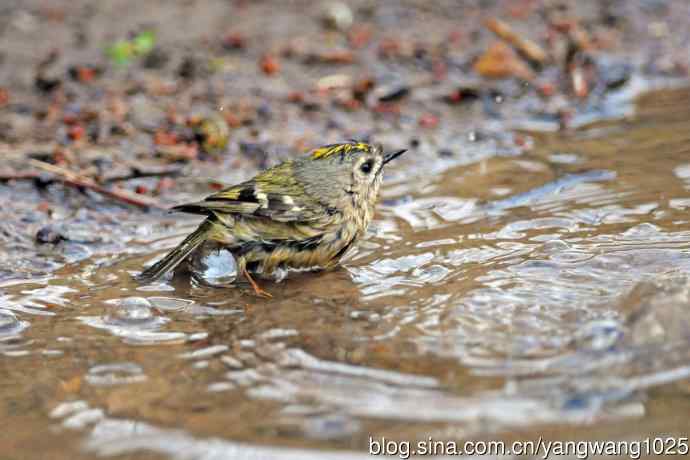 浴(戴菊鸟) 浴(戴菊鸟)