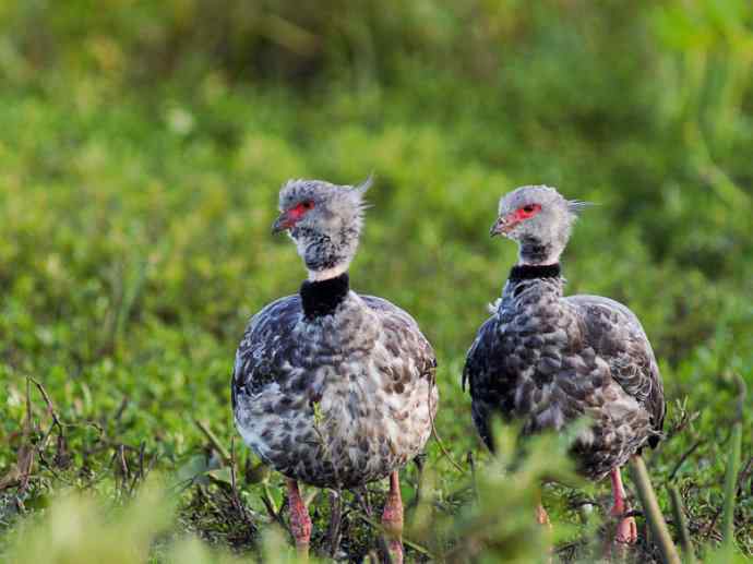 犬科：薮犬亚科薮犬属之薮犬